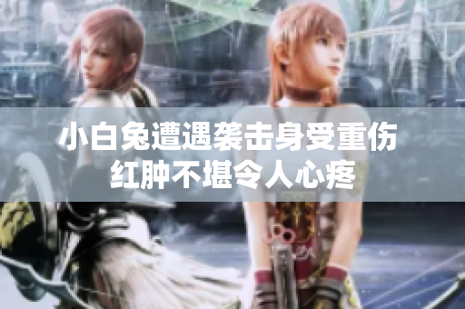 小白兔遭遇袭击身受重伤 红肿不堪令人心疼