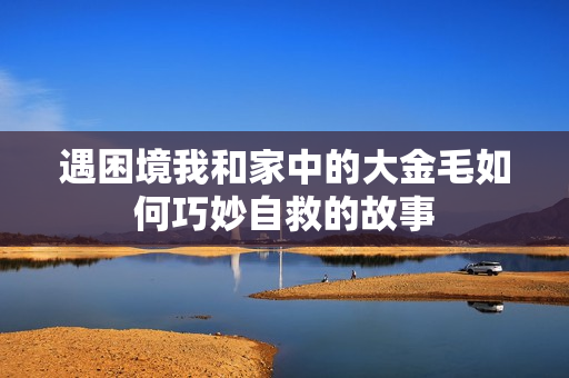 遇困境我和家中的大金毛如何巧妙自救的故事