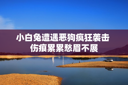 小白兔遭遇恶狗疯狂袭击 伤痕累累愁眉不展